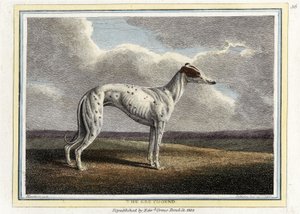 ग्रेहाउंड, पब। 1812 (हाथ के रंग का उत्कीर्णन) द्वारा अंग्रेजी स्कूल