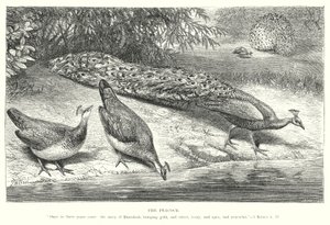  द्वारा अंग्रेजी स्कूल