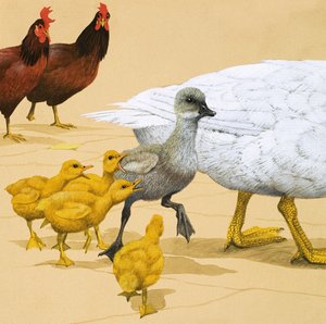 बदसूरत बत्तख़ का बच्चा द्वारा अंग्रेजी स्कूल