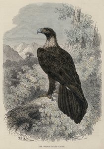 वेज-टेल्ड ईगल (रंगीन उत्कीर्णन) द्वारा अंग्रेजी स्कूल