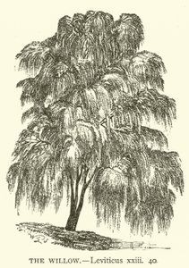 विलो, लैव्यव्यवस्था, xxiii, 40 (उत्कीर्णन) द्वारा अंग्रेजी स्कूल