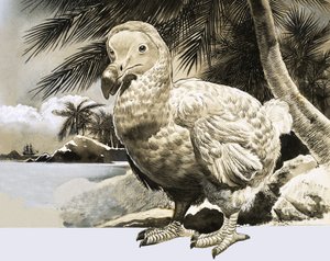 द वर्ल्ड ऑफ़ नेचर: द मिस्ट्री बर्ड फ्रॉम मॉरीशस (द डोडो) द्वारा अंग्रेजी स्कूल