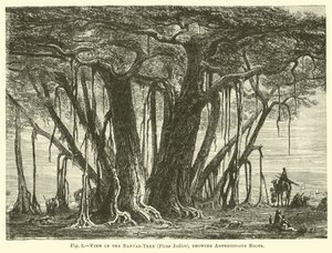 बरगद-वृक्ष का दृश्य (फिकस इंडिका), एडवेंटिटियस रूट्स दिखा रहा है द्वारा अंग्रेजी स्कूल