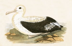 अलबर्टो को भटकते हुए, चार्ल्स रॉबर्ट ब्री द्वारा 1867 में प्रकाशित &39;ए हिस्ट्री ऑफ बर्ड्स ऑफ द बर्ड्स नॉट अ ऑब्जर्व्ड इन द ब्रिटिश आइल&39;, 1867 में प्रकाशित