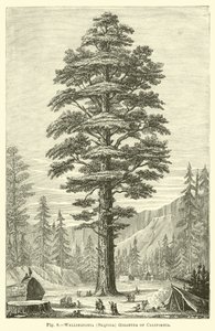 वेलिंगटनिया (Sequoia) कैलिफोर्निया के गिगेंटिया द्वारा अंग्रेजी स्कूल