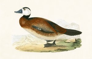 व्हाइट रॉबर्ट डक, चार्ल्स रॉबर्ट ब्री (1811-86) द्वारा 1867 में प्रकाशित &39;ए हिस्ट्री ऑफ द बर्ड्स ऑफ नॉट ऑब्जर्व्ड इन द ब्रिटिश आइल&39; का चित्रण। द्वारा अंग्रेजी स्कूल