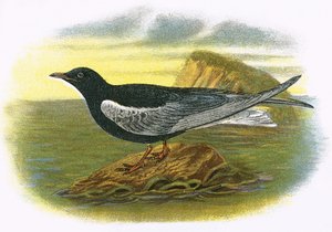 सफेद पंखों वाला काला टर्न