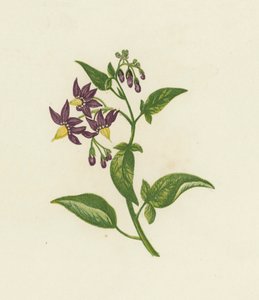 वुडी नाइटशेड, या बिटर स्वीट, सोलनम डलकैमारा (कलर लिथो) द्वारा अंग्रेजी स्कूल