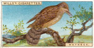Wryneck द्वारा अंग्रेजी स्कूल