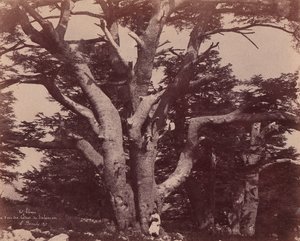 माउंट लेबनान। सोलोमन के देवदारों में से एक का ट्रंक, 1850-53। द्वारा अर्नेस्ट बेनेके
