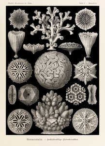  द्वारा Ernst Haeckel