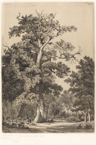 Bois de Boulogne, 1855 में प्राचीन ओक।