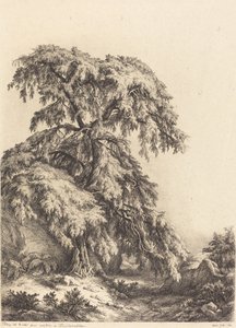 जुनिपर ट्री, 1840।