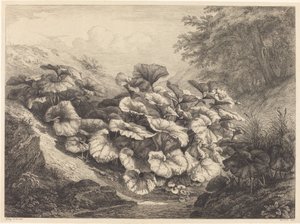बड़ा कोल्टसफ़ूट, 1843।