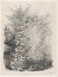 एक धारा द्वारा पौधे और आइवी, 18481849।