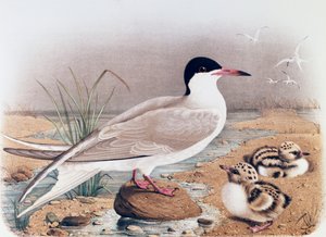 कॉमन टर्न (स्टर्ना हिरुंडो), ऑस्कर ड्रेसलर द्वारा उकेरा गया, नेचुरल हिस्ट्री ऑफ़ बर्ड्स दैट नेस्ट इन लोम्बार्डी, यूजेनियो बेटोनी (1845-1898), इटली द्वारा द्वारा यूजेनियो बेटोनी, ऑस्कर ड्रेसलर
