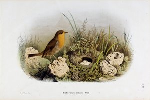 लाल कण्ठ का प्रतिनिधित्व (रूबेकुला परिचित) (क्रोमोलिथोग्राफी)