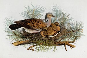कबूतर का प्रतिनिधित्व (कछुआ-कबूतर) (क्रोमोलिथोग्राफी)