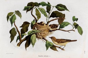 पक्षी का प्रतिनिधित्व हिपोलिस सैलिकेरिया वार्बलर (क्रोमोलिथोग्राफी