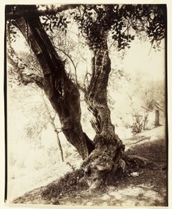 ओलिवियर, नीस, सी। 1900 द्वारा यूजेन एटगेट