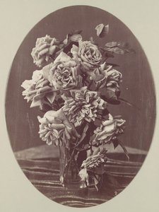 [गुलाब], सीए। 1875. द्वारा यूजीन चौविग्ने