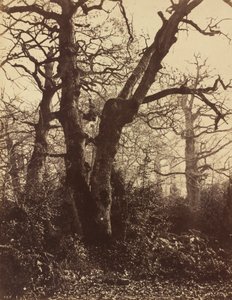 ट्री स्टडी, फॉनटेनब्लियू, 1860। द्वारा यूजेन क्यूवेलियर