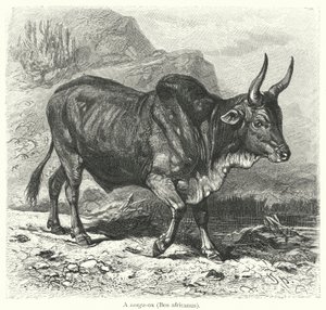 एक संग-पूर्व, पैन अफ़्रीकी (उत्कीर्णन) द्वारा यूरोपीय स्कूल