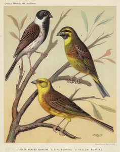 ब्लैक हेडेड बंटिंग, Cirl Bunting, येलो Bunting द्वारा यूरोपीय स्कूल