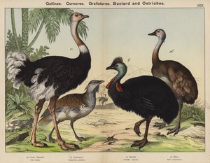 Gallinae, Cursores, Grallatores, बस्टर्ड और शुतुरमुर्ग (रंग लिथो) द्वारा यूरोपीय स्कूल