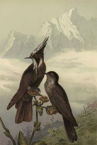 Helmkolibri द्वारा यूरोपीय स्कूल