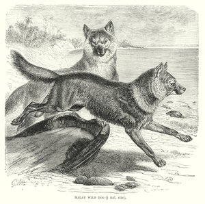  द्वारा यूरोपीय स्कूल