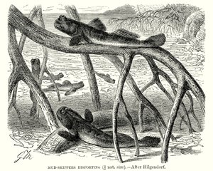  द्वारा यूरोपीय स्कूल