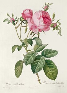 थोरी, लेस रोजेज, रोजा सेंटिफोलिया फोलियाका (लिथोग्राफ) द्वारा Eustache Hyacinthe Langlois