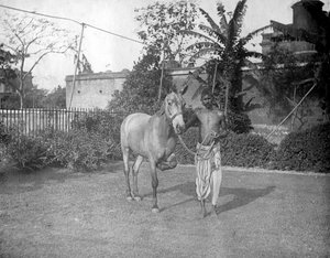 मैन विथ ए हॉर्स, अलीपुर, भारत, 1905-1906
