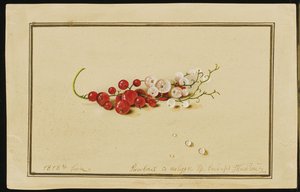 रेड एंड व्हाइट करंट्स, 1818