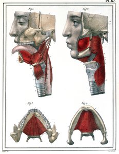 जूल्स क्लॉक्वेट (1790-1883) 1825 द्वारा &39;मैनुअल डी एनटॉमी वर्णनात्मक डु कोर ह्यूमन&39; से गले और जबड़े की शारीरिक रचना। द्वारा Feillet