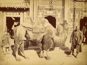 हैंडलर के साथ बैक्ट्रियन कैमल, c.1860 (फोटोग्राव्योर) द्वारा फेलिस बीटो