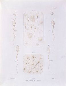 ओडिट, पेरिस, 1847 (रंगीन eng) द्वारा उत्कीर्ण फेलिक्स-आर्किमिडी पॉउचेट (1800-72) के स्पांसेटिव इनवॉल्वमेंट और फेकेशन ऑफ़ पॉजिटिव थ्योरी ऑफ़ थ्योरी ऑफ़ सेमोनील फ्लूइड द्वारा फेलिक्स आर्किमिडी पौचे