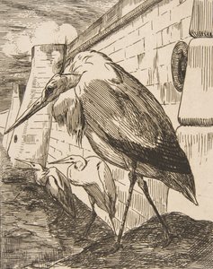 स्टॉर्क, 1870, 1870। द्वारा फेलिक्स ब्रैकक्मोंड