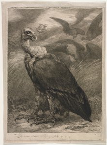 गिद्ध, 1904। द्वारा फेलिक्स ब्रैकक्मोंड