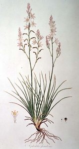 जॉन सिबथोर्प (1758-96) 1806-40 द्वारा 'फ्लोरा ग्रेका सिबथोरपियाना' से एस्फोडेलस फिस्टुलोसस द्वारा फर्डिनेंड बाउर