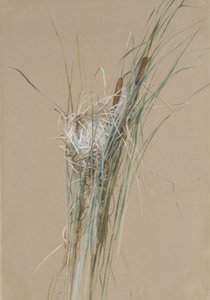 Cattails में पक्षी घोंसला, ca. 1875।