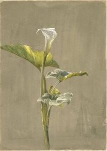 कैला लिली, 1875 (कागज पर wc)