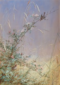 राई, 1874 के बीच जंगली गुलाब
