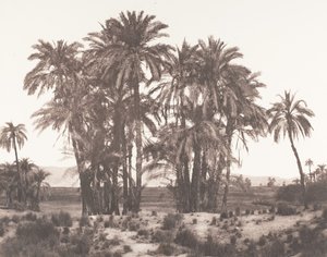 कर्णक, ग्रुप ऑफ़ डेट पाम्स सीन्स फ्रॉम पॉइंट ए, 1851-52, प्रिंटेड 1853-54। द्वारा फेलिक्स टाइनार्ड