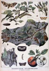 हानिकारक कीड़े: कीट जो सेब के पेड़ों को नुकसान पहुंचाते हैं, 1897