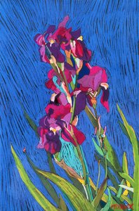 irises