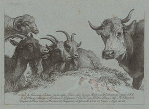 प्रमुखों का अध्ययन: तीन बकरियां, एक बैल और एक राम, प्रकाशित सी। 1783. द्वारा फ्रांसेस्को लंदनियो