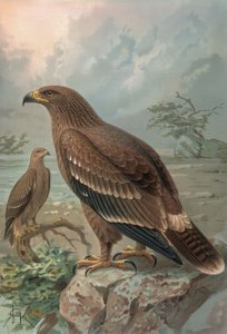 उत्कीर्णन-अगुइला डे NEPAL-FEMALES-AQUILA NIPALENSIS
