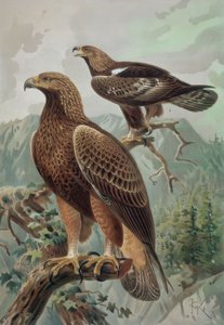 उत्कीर्णन- AGUILA DORADA-ADULT MALE (1) और FEMALE (2) AQUYLA CHYSAETUS